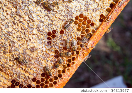 Working bee on the honeycomb with sweet honey.. Working bee on the honeycomb with sweet honey.. 54815977