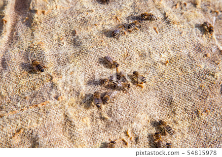 Bees swarming on vintage textile background.. Bees swarming on vintage textile background.. 54815978