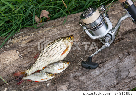 Several common rudd fish on natural background. 54815993