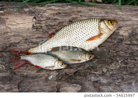 Several common rudd fish on natural background. Several common rudd fish on natural background. 54815997