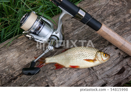 Several common rudd fish on natural background. 54815998