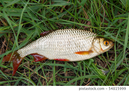 Single common rudd fish on green grass. 54815999