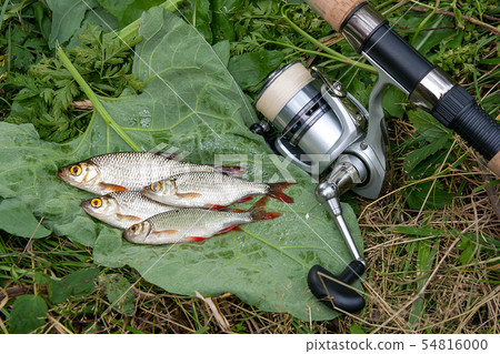 Several common rudd fish on natural background. 54816000