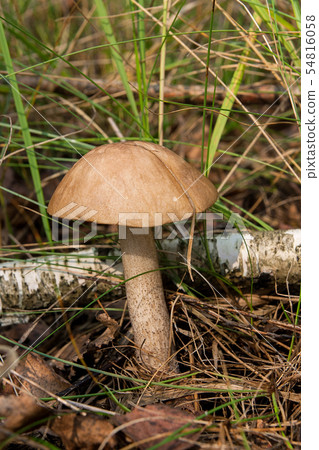 Close up view of brown cap boletus growing in Close up view of brown cap boletus growing in 54816058