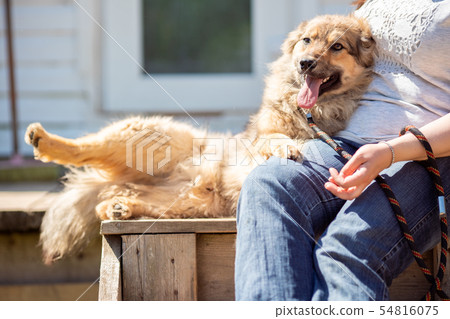 Photo of dog with open mouth and woman in jeans sitting on wooden bench against background of white 54816075