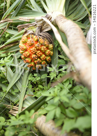 阿丹(菊科) 阿丹(菊科) 54816221