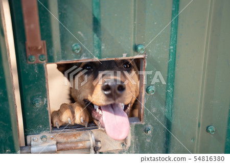 Photo of dog's face sticking out of window in fence 54816380