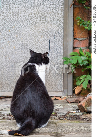 wild cat, closeup portrait photography 54816386