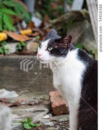 wild cat, closeup portrait photography wild cat, closeup portrait photography 54816388