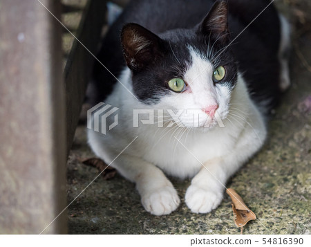 wild cat, closeup portrait photography 54816390