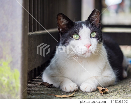 wild cat, closeup portrait photography wild cat, closeup portrait photography 54816392
