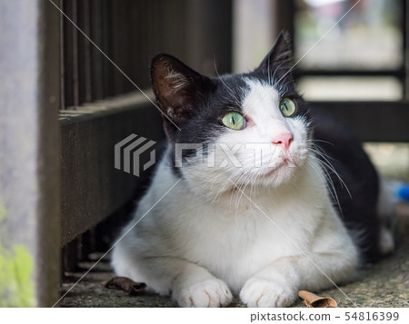 wild cat, closeup portrait photography 54816399