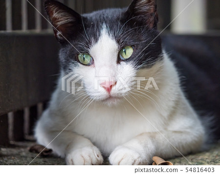 wild cat, closeup portrait photography wild cat, closeup portrait photography 54816403