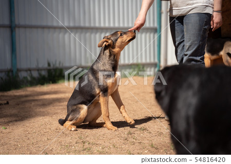 Image of woman in jeans training brown dog near white wooden wall on street Image of woman in jeans training brown dog near white wooden wall on street 54816420
