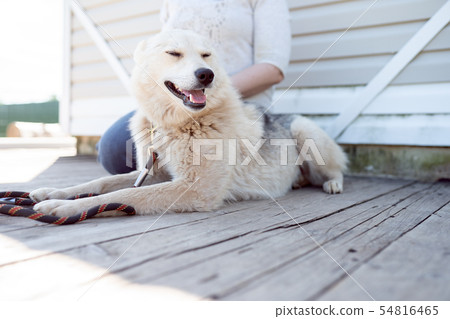Photo of dog with collar and leash looking to side and woman near white wooden wall on street Photo of dog with collar and leash looking to side and woman near white wooden wall on street 54816465