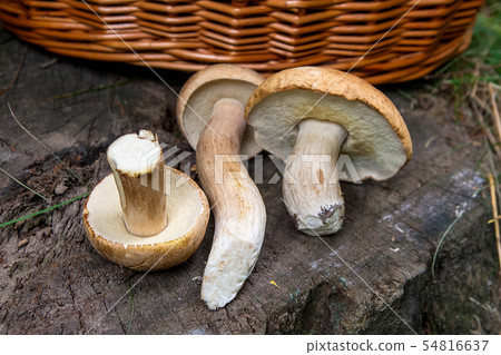 Several porcini mushrooms (Boletus edulis, cep, 54816637