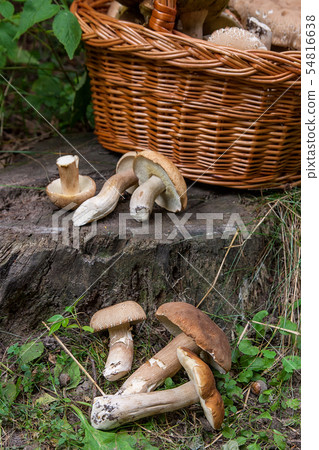 Groups of porcini mushrooms (Boletus edulis, cep, 54816638