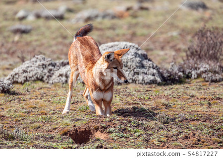 ethiopian wolf, Canis simensis, Ethiopia ethiopian wolf, Canis simensis, Ethiopia 54817227