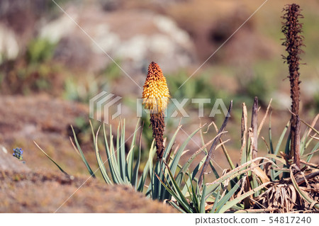 flower of Kniphofia foliosa, Bale Mountains, flower of Kniphofia foliosa, Bale Mountains, 54817240
