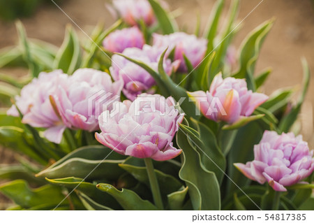 tulips field agriculture holland tulips field agriculture holland 54817385