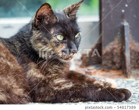 wild cat, closeup portrait with face. 54817389