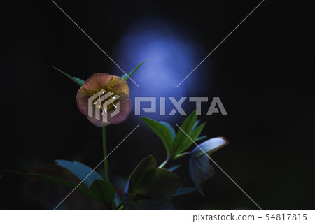 聖誕節玫瑰黑色背景2 聖誕節玫瑰黑色背景2 54817815