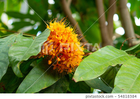 The Three Great Sacred Trees of Buddhism, Muyuju in Full Bloom / Invisible Tree (Ashoka tree, Saraca indica L.) 54818384