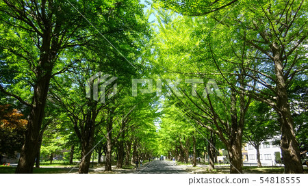 北海道大學銀杏Namiki札幌市 54818555