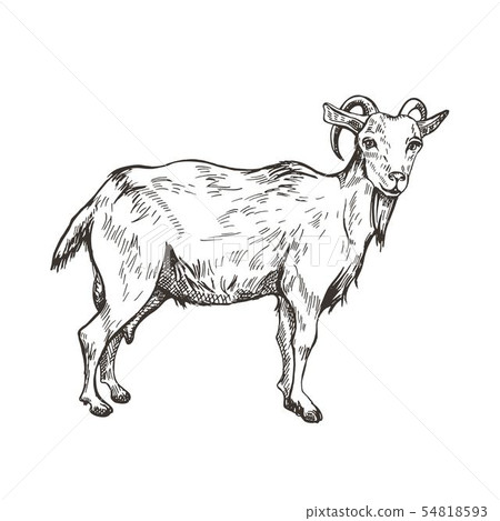 Vector image of goat in style of engraving. Agricultural illustration 54818593