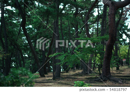 Sumaura Park Hyogo 54818797