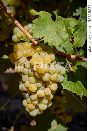 Mature bunch of grapes fruits in autumn Mature bunch of grapes fruits in autumn 54819072