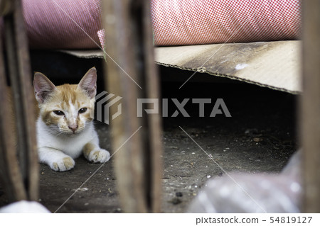 Stray kitten,cat in the city 54819127