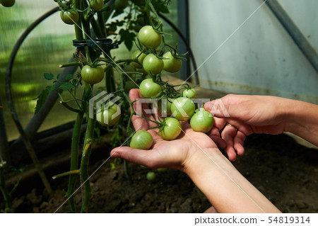 Woman looking at green tomatoes from plant in greenhouse Woman looking at green tomatoes from plant in greenhouse 54819314