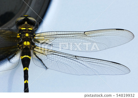 景觀昆蟲環境照片伊豆沼，宮城縣，拉姆薩爾公約Onyoma 54819932