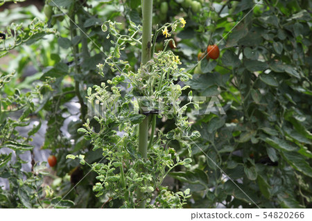 開放番茄的病毒病 54820266