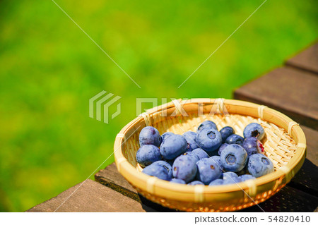 Harvest of home fruit tree blueberry 54820410