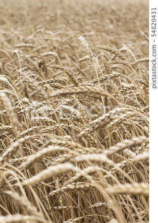 Wheat spikelets in the field. Wheat spikelets Wheat spikelets in the field. Wheat spikelets 54820431