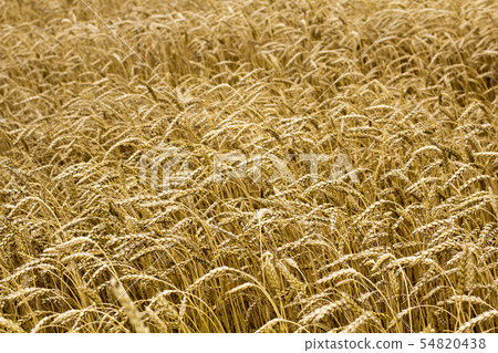 Wheat spikelets in the field. Wheat spikelets  54820438