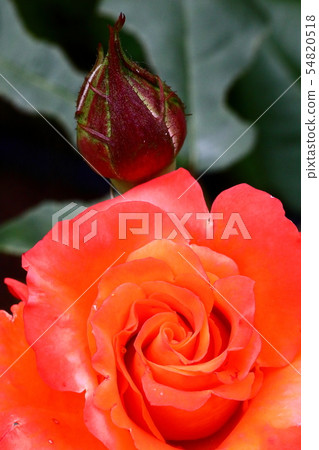 Rose_Fruite Rose_Fruite 54820518