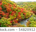 Autumn leaves 54820912