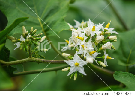White flower of eggplant tree and green leaf 54821485