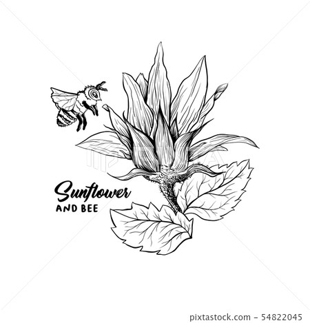 Bee on flower vector illustration 54822045