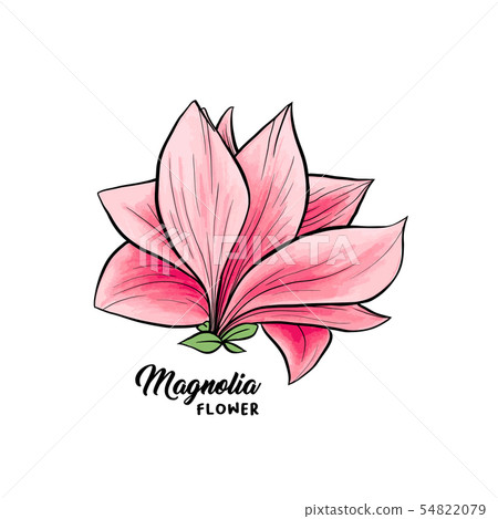 Magnolia flowers hand drawn illustration Magnolia flowers hand drawn illustration 54822079