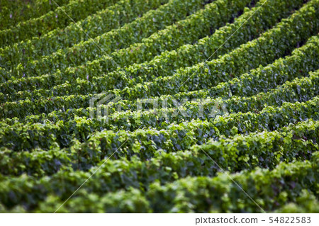 Background of French vineyards Background of French vineyards 54822583