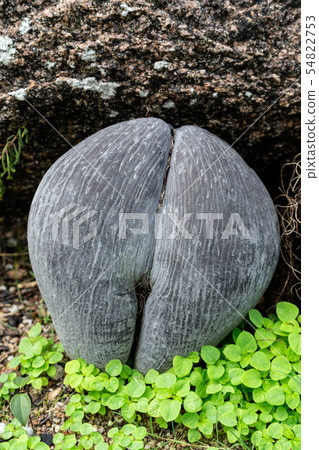 Coco de mer seeds of Seychelles palm 54822753