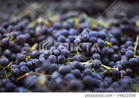 Harvest near Bordeaux Harvest near Bordeaux 54822836