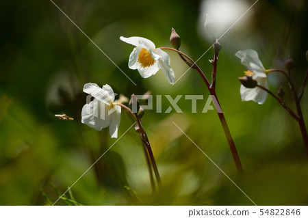 Shirayukigeshi白花 54822846