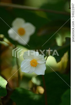 White flower of Shirayukigeshi 54822847