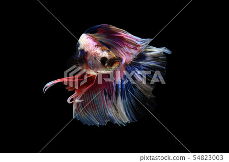 Siamese fighting fish fancy halfmoon Betta fish. 54823003