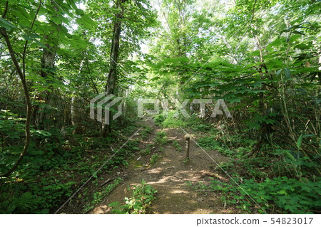 Shakotandake山徑第4站 Shakotandake山徑第4站 54823017